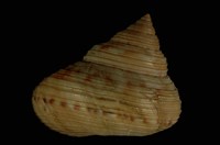 藏品(腰帶鐘螺)的圖片